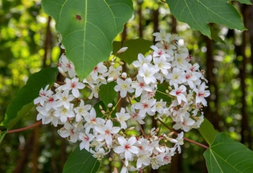 Phongnha Discovery Tours